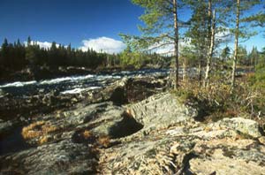 Vindelälven